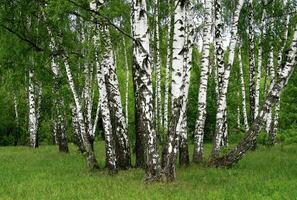 Birches in summer forest photo