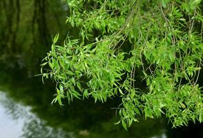 Branches of Willow tree photo