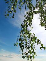 Branch of a birch on sky background photo