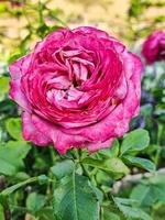 Top view beauty soft red and pink rose pollen orange. abstract shape with green leaves in botany garden. symbol of love in valentine day. soft fragrant aroma flora. photo
