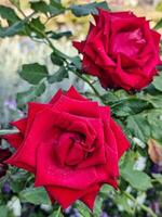 beauty soft two red rose multi petals abstract shape with green leaves in botany garden. symbol of love in valentine day. soft fragrant aroma flora background. photo