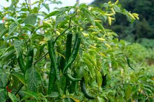 lush chili pepper plant with clusters of long, glossy green chilies growing in a tropical farmland, surrounded by healthy foliage and natural greenery in the background. photo