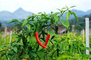 Close-up of a chili pepper plant with ripe red and unripe green chilies growing in an outdoor farm. Lush leaves and a mountain view enhance the natural background.. photo