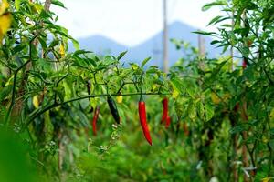 Red and green chili peppers growing on lush plants in a tropical farm with mountain view in the background. A vibrant, natural setting of pepper cultivation. photo