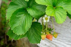 A Close-up of a blooming strawberry flower with young unripe fruits growing in a white plastic grow bag. The green leaves and fresh environment reflect healthy plant development. photo