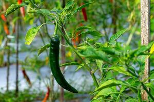 A close-up of a single green chili pepper hanging from a plant in an organic chili farm. The background shows other chili plants with red pods under natural sunlight. photo