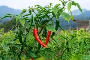 Close up of a chili pepper plant with ripe red and unripe green chilies growing in an outdoor farm. Lush leaves and a mountain view enhance the natural background. photo