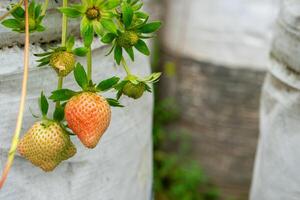 unripe and partially ripe strawberries growing in white grow bags, highlighting early fruit development stages in a modern vertical garden setup. photo