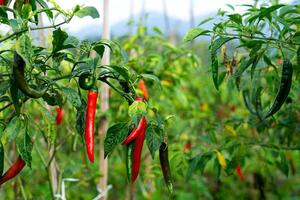 A Ripe red chili peppers hang from a healthy plant in a lush farm. The contrast of red and green chilies under natural light showcases a vibrant agricultural scene photo
