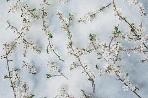 Blossom flowers branches on gray background. Flat lay, top view. Spring time background. photo
