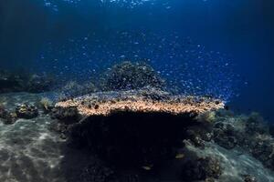 Tropical sea world with corals and blue fish in deep clear ocean photo