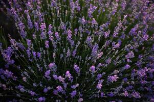 The horizon fades into violet fields and golden skies. photo