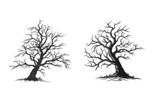 Two trees with no leaves on a white background vector