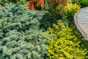 Vibrant Garden With Lush Plants and Colorful Foliage in Daylight photo