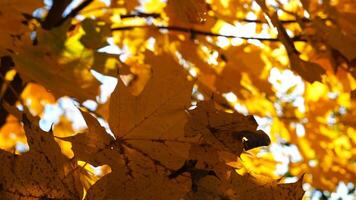 Yellow maple leaves on tree branches gently swaying in the wind at sunny day.Lush autumn orange foliage swinging on breeze at forest. Beautiful colorful fall season. Close up Slow motion photo