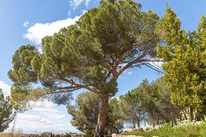 A beautiful pine tree against a clear blue sky on a sunny day photo