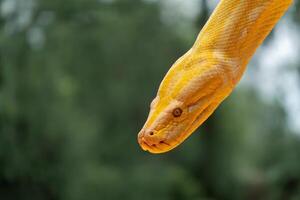 Stunning albino Burmese python glistens in natural light within a lush environment photo