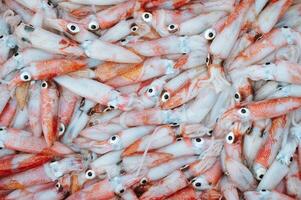 catch of fresh squid on display at a seafood market. Background with fresh squids photo