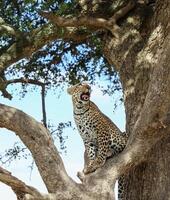 Leopard resting on a tree in the african savannah during a safari photo