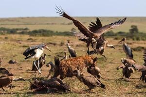 Vultures landing near hyena eating carcass in Maasai Mara National Reserve, Kenya photo