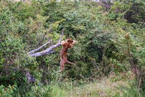Lion cub hanging from a tree branch in the african forest photo