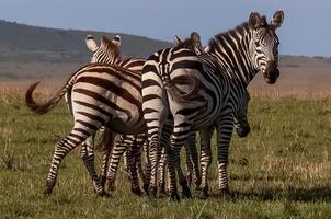 Group of zebras standing together in the African savanna photo