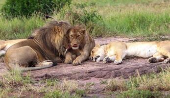 Lions relaxing and showing affection in the african savannah photo