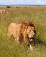 Majestic Male lion walking in the african savanna during a safari in Kenya photo
