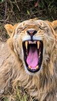 Male lion showing teeth and pink tongue while yawning in the savannah photo
