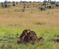 Lioness playing with her cubs in the African savanna photo
