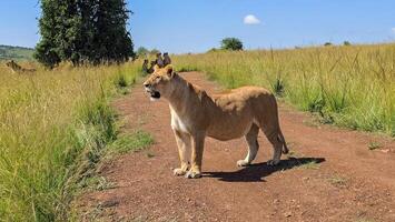 Lioness standing on a dirt road in the African savanna with pride in background photo