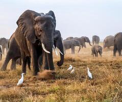 Elephant kicking up dust in Amboseli National Park, Kenya photo