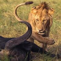 Young male lion approaching a dead buffalo in the savannah photo