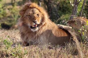 Lion and lioness playing and interacting in the African savanna photo