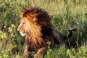 Majestic lion resting in the african savanna during sunset photo