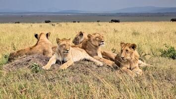 Group of lions resting on a termite mound in the african savanna photo