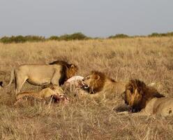 Lions eating prey in Masai Mara National Reserve, Kenya photo