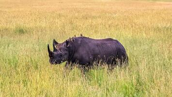 Black rhinoceros walking in the savannah with birds on its back photo