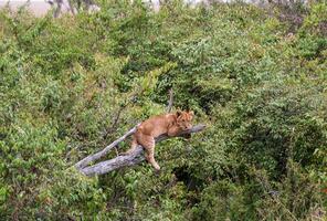 Lion cub resting on a branch in the african savannah photo