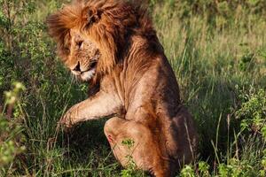 Majestic lion resting in the African savanna with battle scars photo