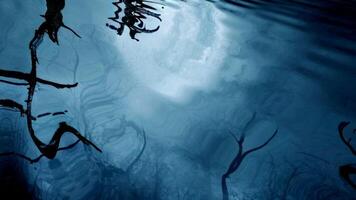 Creepy Water Surface of the Swamps on a Moonlit Night, Background video