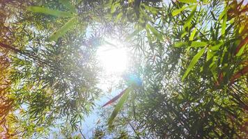 A breathtaking view of vibrant green leaves and tall bamboo trees from below in a forest. video