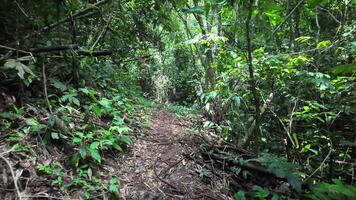 A serene forest path surrounded by lush green trees in a tropical forest in Thailand. Forest Mountain, green trees and woods. video