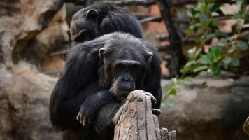 Common chimpanzee in a tree Pan troglodytes video