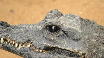 Dwarf crocodile closing her eye - Osteolaemus tetraspis video