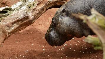Pygmy Hippopotamus in a natural park or zoo Choeropsis liberiensis video