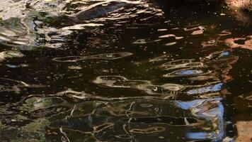 Hippos playing in the river of a zoo - Choeropsis liberiensis video