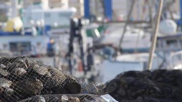 Meshes of fresh mussels just caught in a fishing port a sunny day video