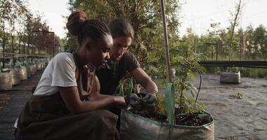 Diverse farmers inspecting sprouts in bag video