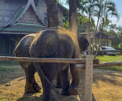 Cute exotic elephants in a serene environment for preservation, gray Asian elephants walking peacefully in a nature park. Symbolizing the importance of conservation and wildlife protection. photo